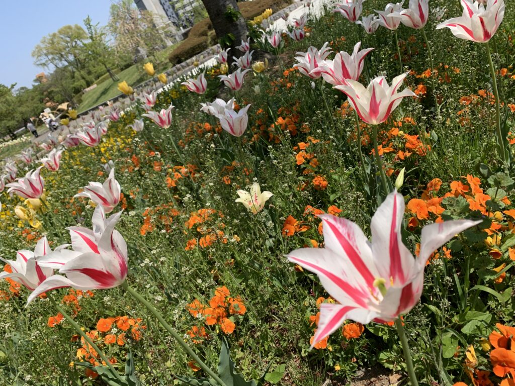 福島県郡山市開成山公園にあるチューリップの花壇