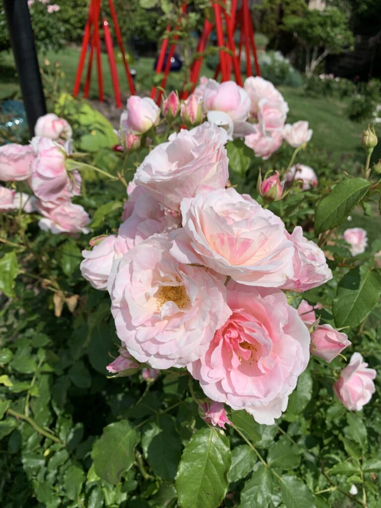 ガラスの森美術館　薔薇